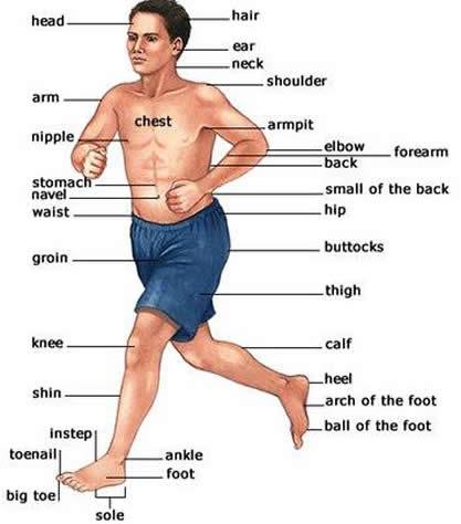Parts of the&nbsp;body