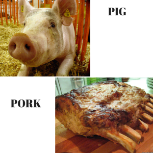 PIG (1)
